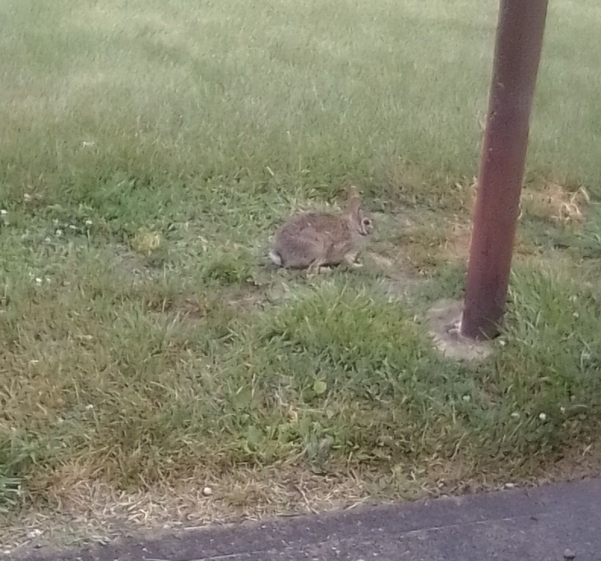 mndcats's tweet image. I saw this animal when I was going to work this morning.

Can you identify this animal?

Thanks.

🐇🤔🙂