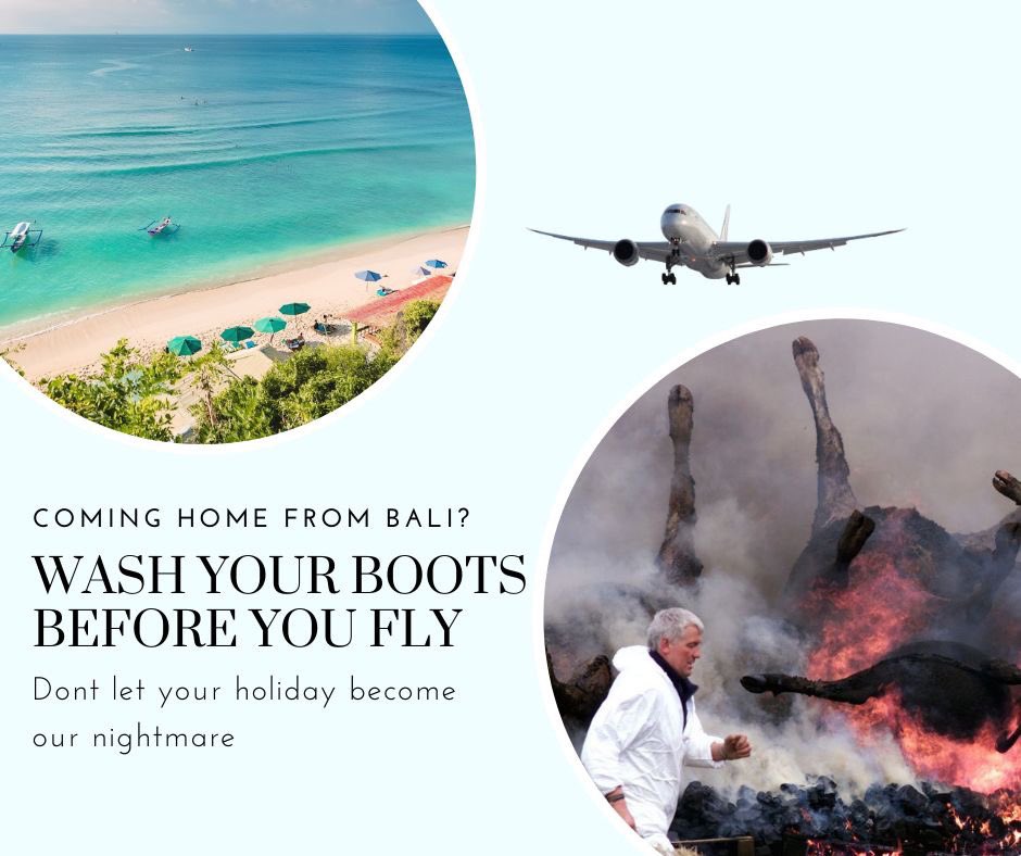Heading to Bali? Don’t let your holiday become our nightmare! Wash your clothes, disinfect your boots, declare everything #agchatoz