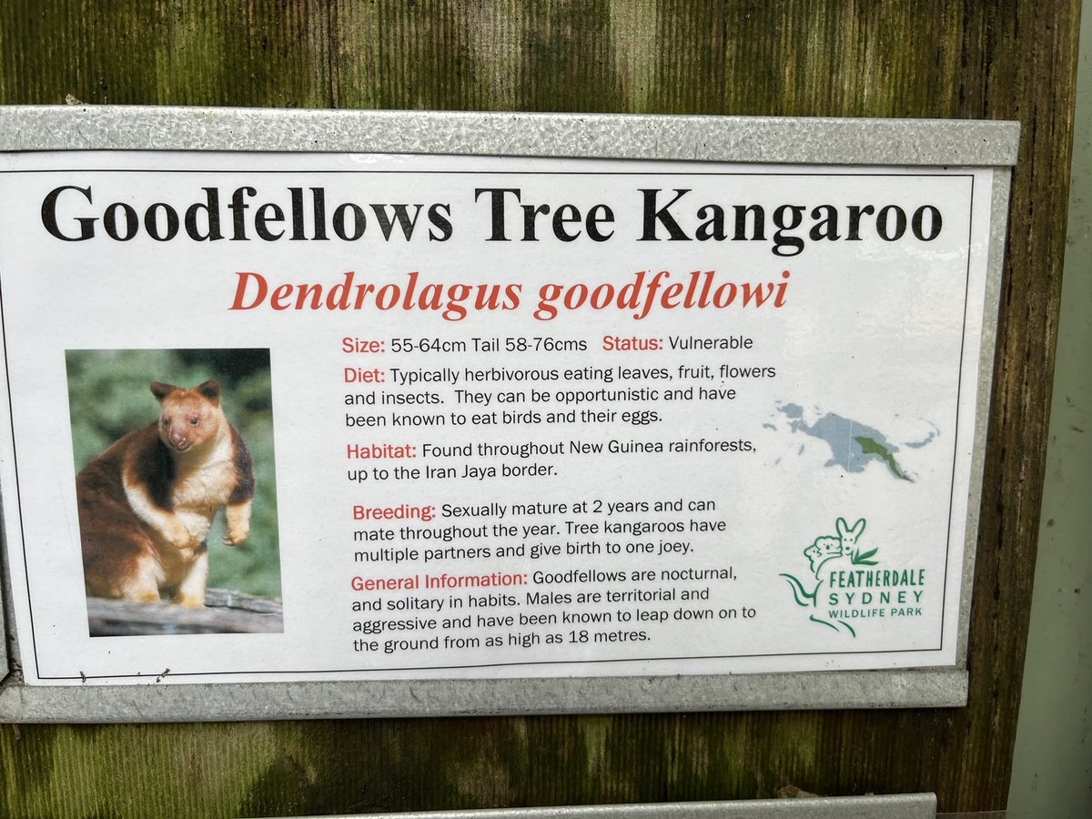 Goodfellows are nocturnal and solitary in habits