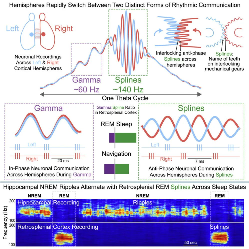 Running, dreaming improve left brain-right brain communication buff.ly/3aiM9TL
