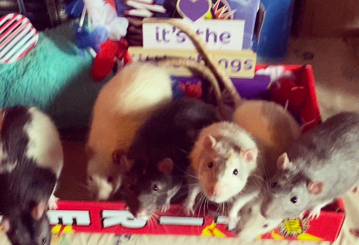RatsBobo's tweet photo. Rest in peace to the families that lost love ones in Highland Park, Illinois. </3 

Which is different than CHICAGO. Different places, people. 

Took a group photo of my babies for the 4t, even tho I'm not happy with the direction of our country https://t.co/zZr7uxVlVw