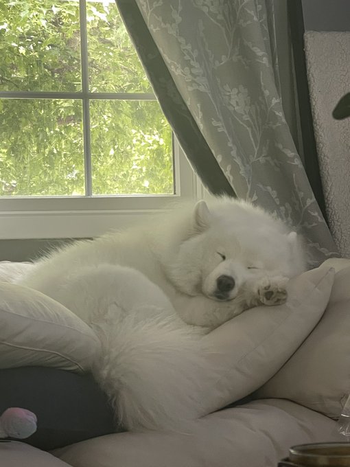 I&rsquo;m home from #AnimeExpo2022 and I am SO HAPPY that Yuuki is just as tired as I am https://t.co/vAfe<a href="/tag/animeexpo2022"class="tags">#AnimeExpo2022</a>