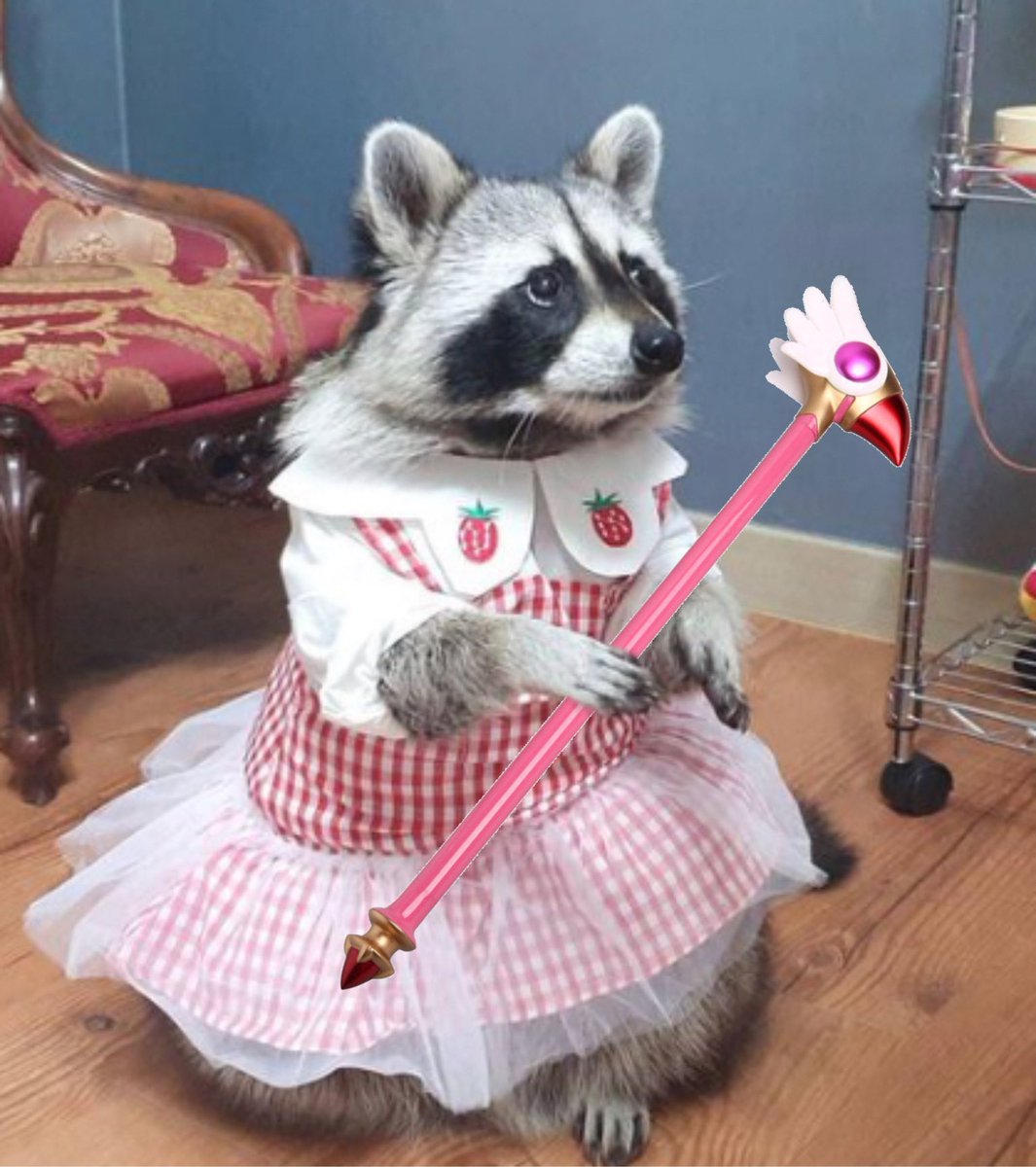 raccoonhourly's tweet photo. https://t.co/KoxzcRjJIk