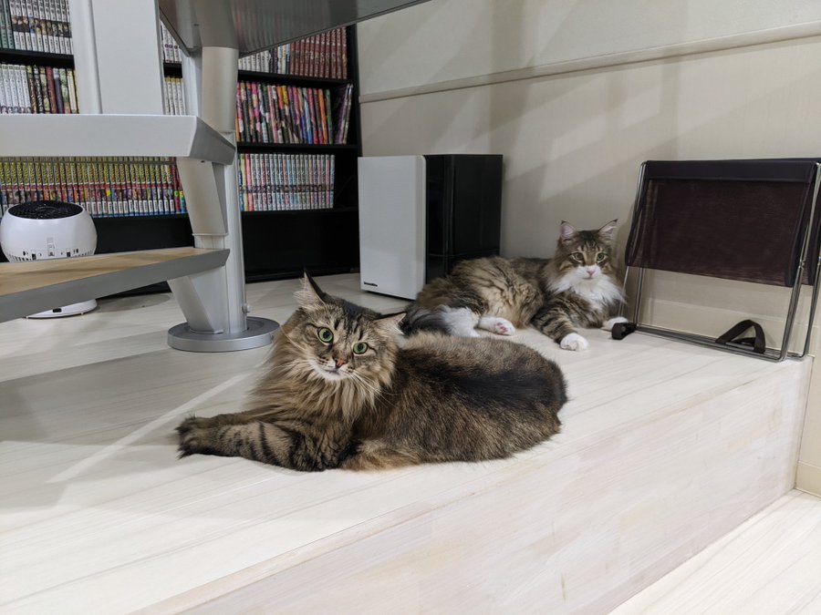 猫カフェ リプミィ 電源 Wifi完備 北千住駅から徒歩5分