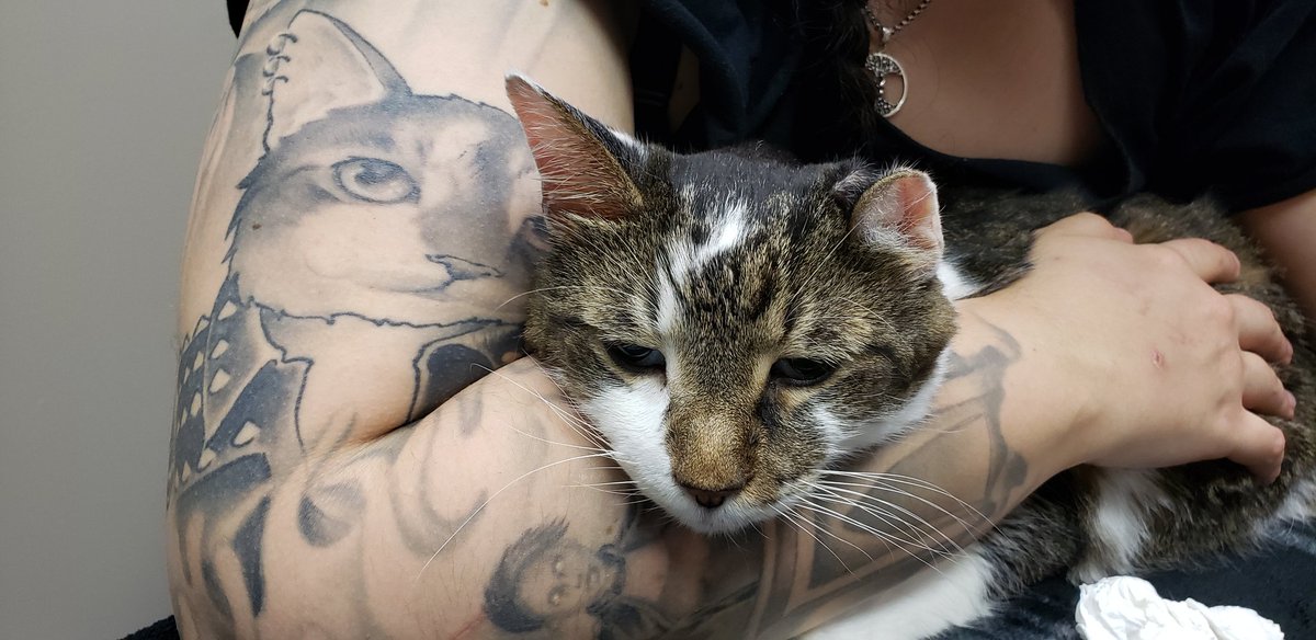 Sweetest crossing of the 🌈 🌉 this evening. 
Most loving kitty ever. Not one mean bone in his body. 
Be free of all physical pain our wonderful Phoenix...aka PCats. You are sorely missed but memorialized forever. 💕