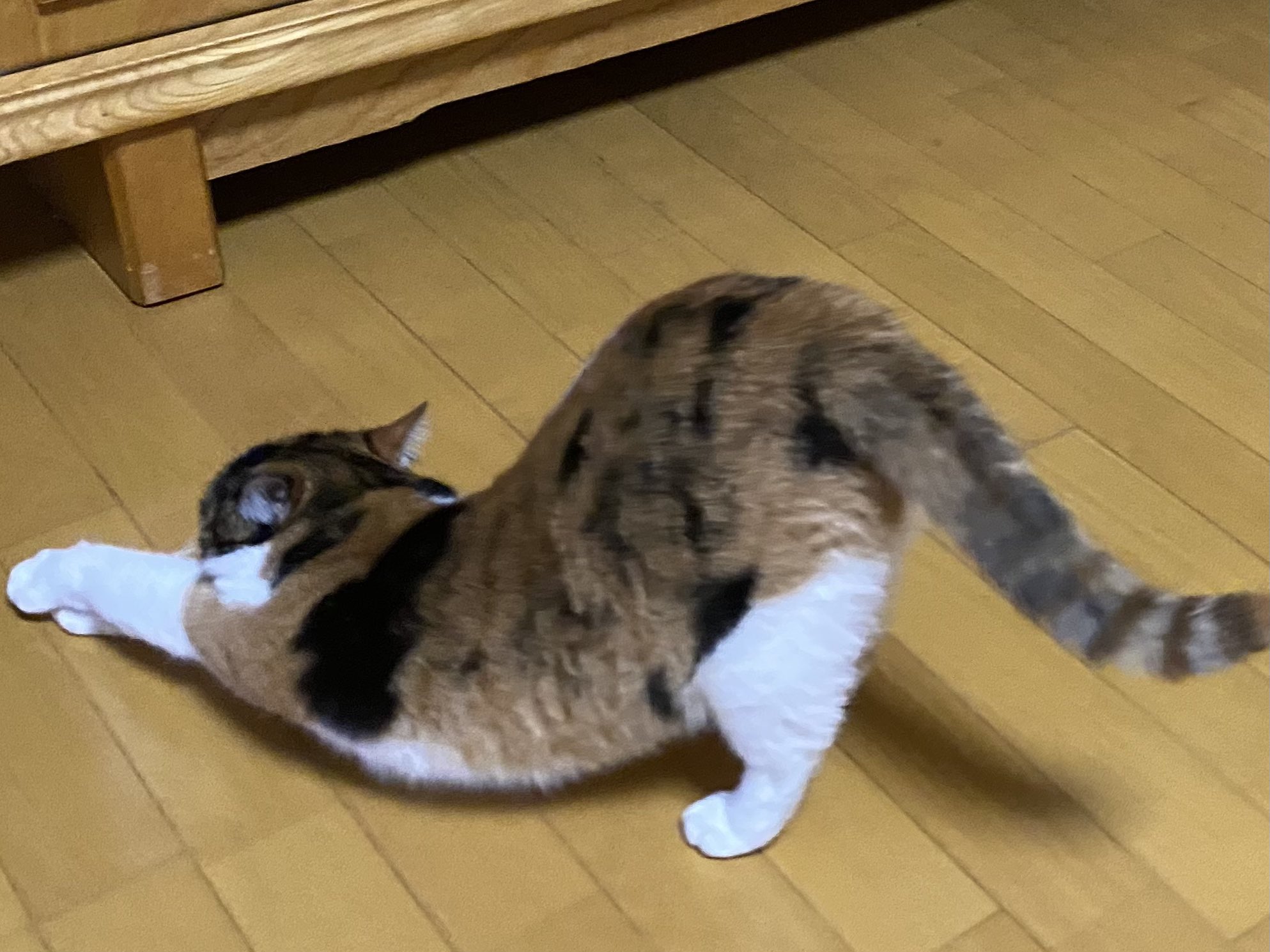 猫のポーズ Twitter Search Twitter