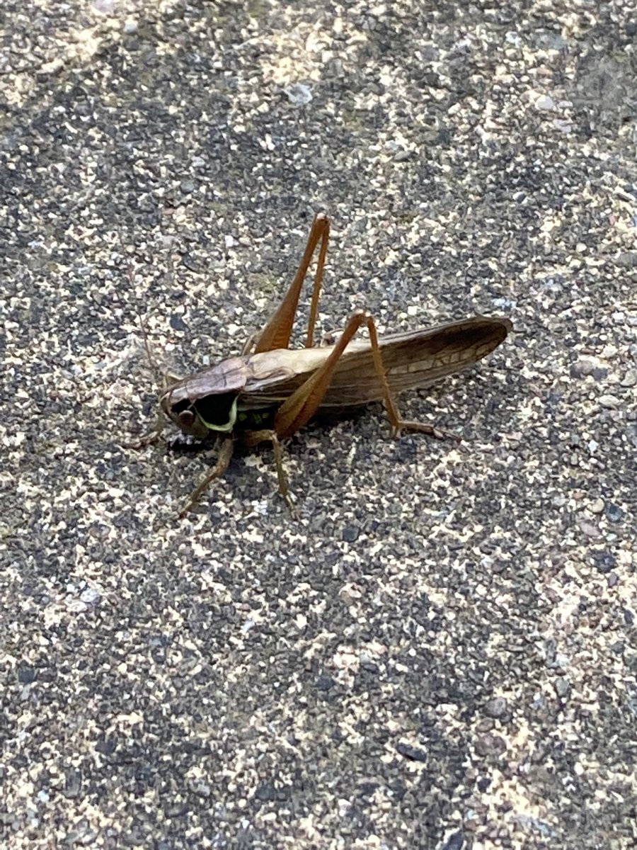 HighVibesC's tweet image. Be on guard, caught out by this little #grasshopper #blessing #message #joy early this morning #awareness happy days 🧡🧡💚