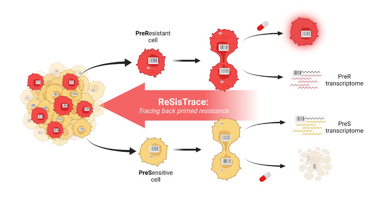 Why do certain cancer cells eventually resist treatments? To answer this, we developed ReSisTrace that uncovers primed resistance via shared transcriptomic features of sister cells, and revealed a new connection between innate immunity and BRCAness: biorxiv.org/content/10.110…