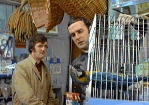 mikatuo's tweet photo. @QUBFoodProf According to Mr Blackford Boris is now like this one in the birdcage... https://t.co/Yx7EzLKKjD