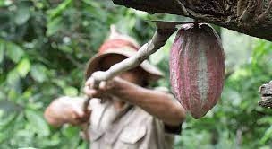 #DiadelCacao 🍫 | En Cuba 🇨🇺 un proyecto de la <a href="/CooperacionESP/">Cooperación Española</a> ha contribuido a la seguridad alimentaria del país mejorando la cadena productiva del cacao, incluyendo todos los procesos hasta la comercialización del producto.

¿Quieres saber más?👉bit.ly/3bVNuAr