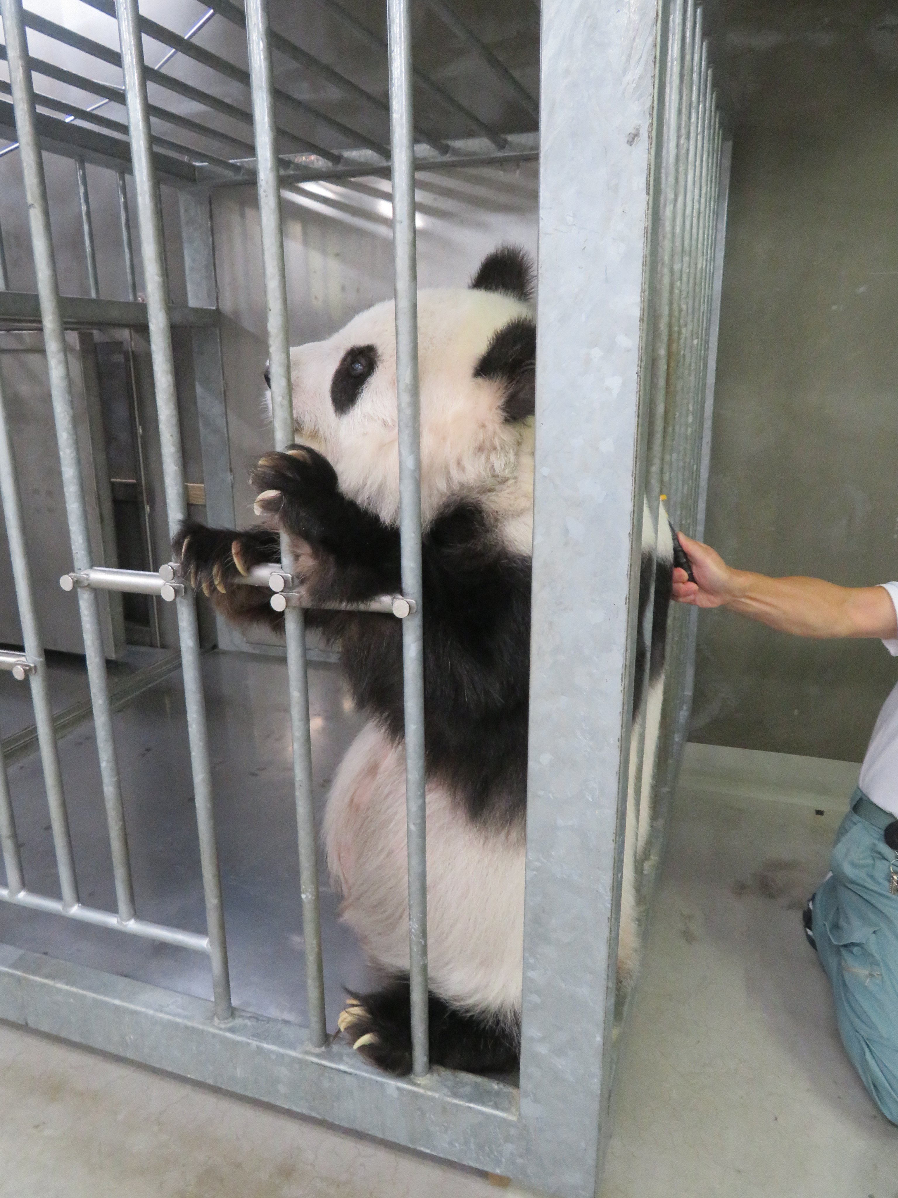 神戸市立王子動物園（公式） on X: 