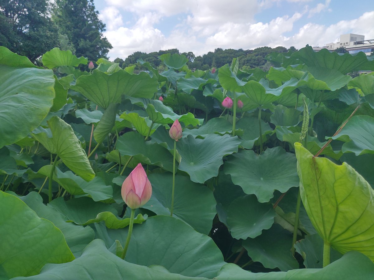 文月は 不忍に生ゆ 芬陀輪華
爽や夏風 今や咲きなむ