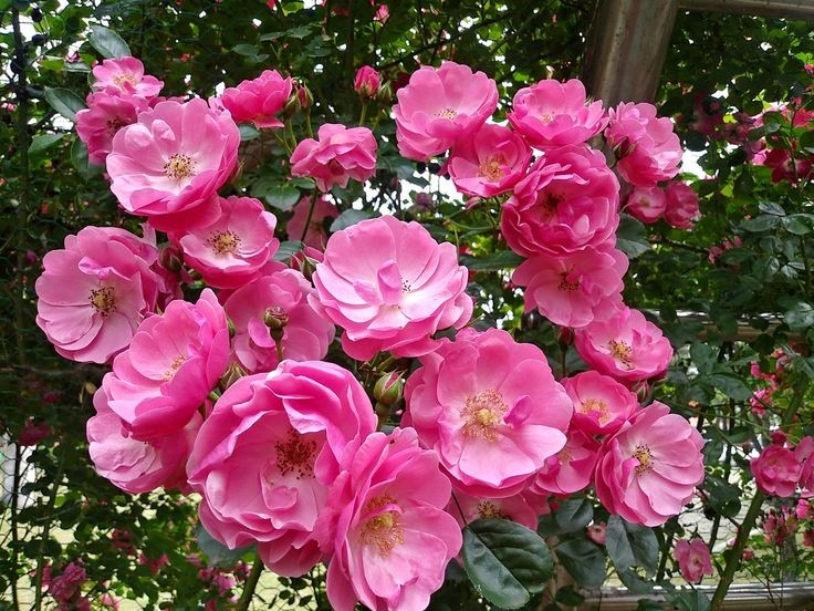 Alexa17101614's tweet photo. @maype7 @vikasknirmal @IzabelleCova @mary_veas1 @sushilpershad @june_dewild @vascoromeo @MaCoLiLo @shanti_flowers @Hrishikesh_1409 @saulastam @AdelLion14 @Titas37 @SuzanneLepage1 @1redroc @adnanserpen @Gulm54 @EndruVitak @a_zicc @jr1Gt30G3ijFvXh @lorimcneeartist @zyx29 @krosen_nw @Marietta117 @Evelina_Firsowa @Lydia_Filatova @Alina__Mazina @Valeri_Panova @Irina_Ulisova @Yulia_Svetlova @SuvorovaValeri @Daria_Ladamina @Karina_Svetova @L_Roshchina @Karimova_Kris @ilona_gerolskay @Roza_Gord @math_007tutor @polina_lapidus @eoff_sylvia @interesn0vsem @karina_lando @TulipPenney @EmmanuelKaglan @Make_u2_happy @PardueSuzanne @smc_su @enriquillo2 @coolnatureshots 🌸🌿Good morning dear FRIENDS 🌿🌺
                     #EnjoyThursday 💕 https://t.co/sEaW5CEtax
