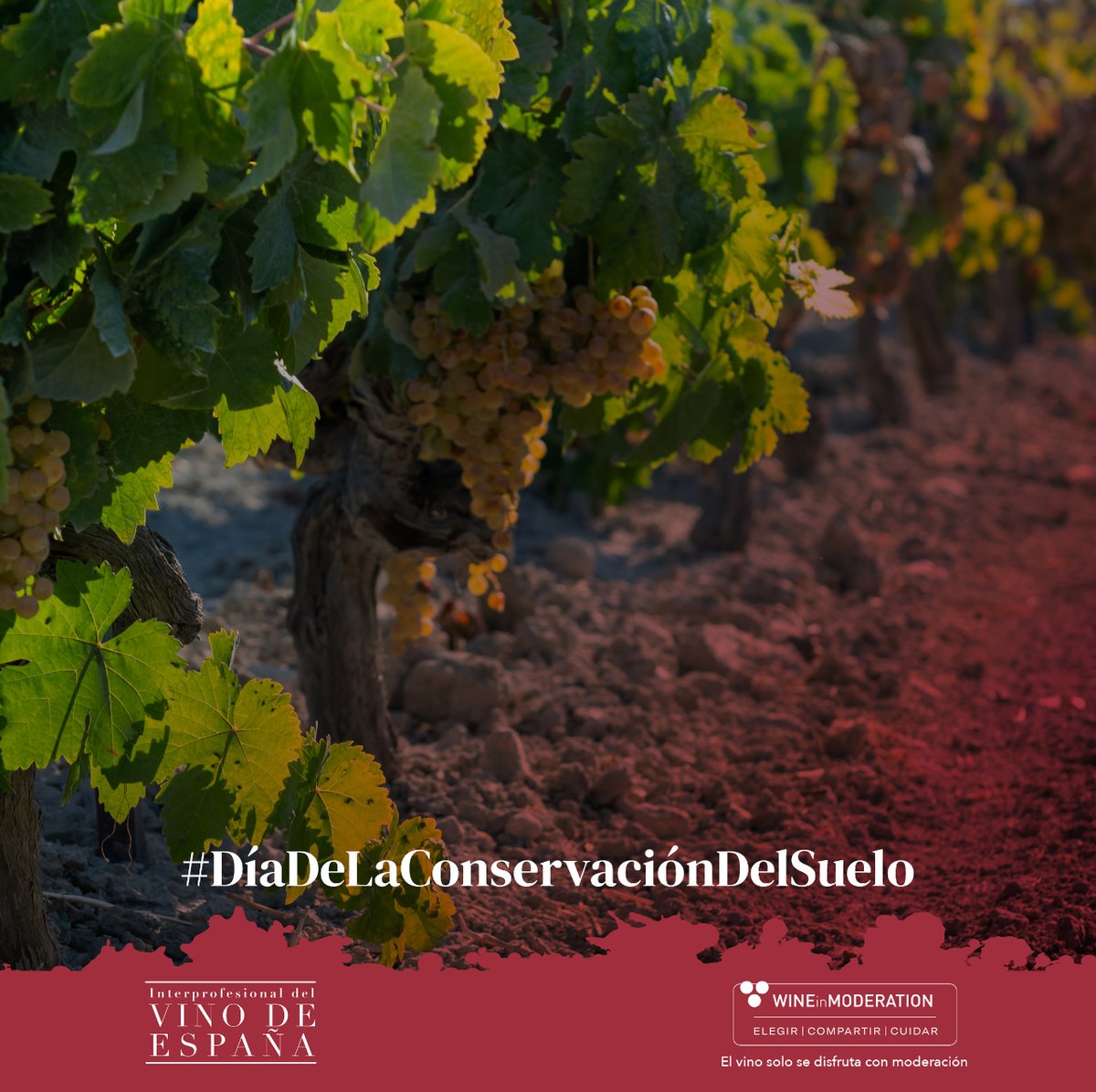 De su cuidado y protección dependen nuestras producciones, por eso trabajamos de manera decidida en la lucha contra el #cambioclimático y respondemos con responsabilidad en materia de #sostenibilidad medioambiental.

#DíaDeLaConservaciónDelSuelo #Medioambiente