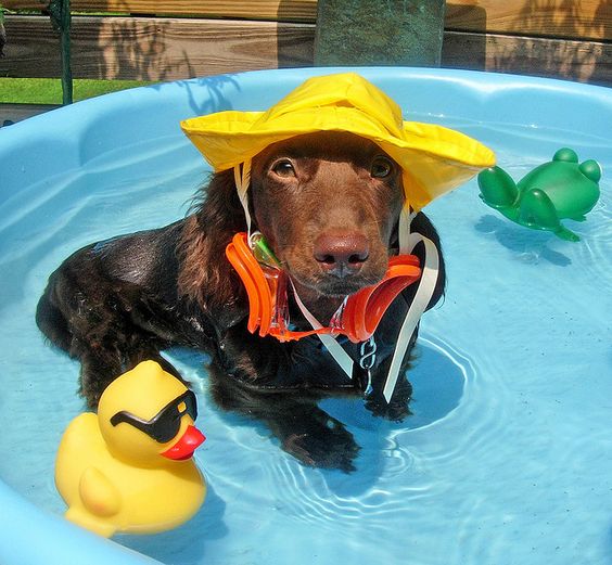 Olson_DipDog's tweet photo. ¡Buenos días! #FelizJueves https://t.co/GvRMV9hIRe