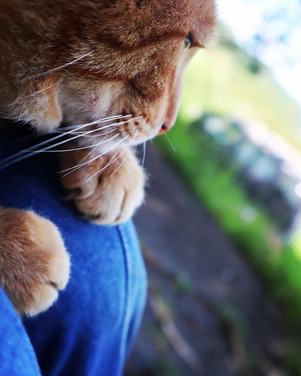 チャスケ🐈💗と空を見る(遊ぶ)