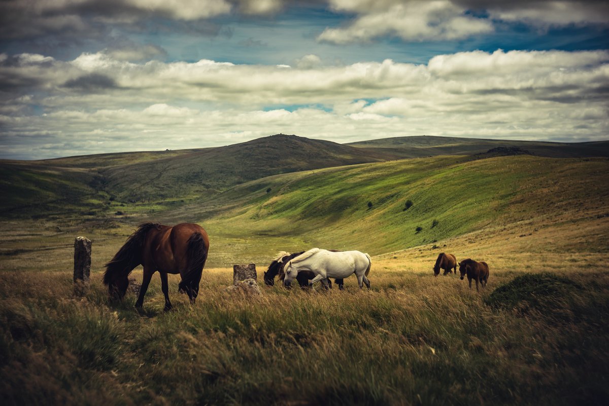 GlavindStrachan's tweet photo. #DartmoorPonies on the edge of #HigherTor on #Dartmoor yesterday ... #okeTor and #SteepertonTor in the background π· #LoveDartmoor #VisitDartmoor https://t.co/qVMtj9R64M