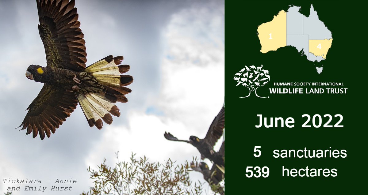 wlt_au's tweet photo. This June, five new members joined the Wildlife Land Trust, bringing us to 806 sanctuaries spanning over 80,000 hectares across Australia!

Join today and make a difference for wildlife: https://t.co/bCJJPIMp82 https://t.co/AjzgABuvrz