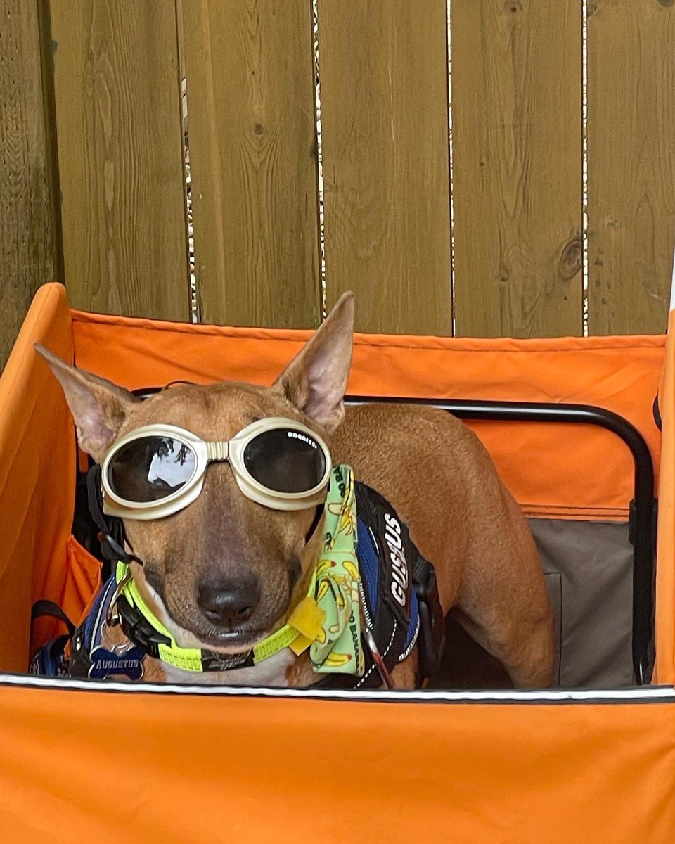 AugustusTheMini tweet media