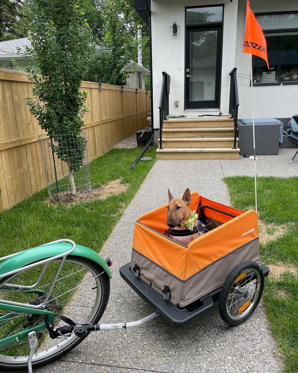 AugustusTheMini tweet media