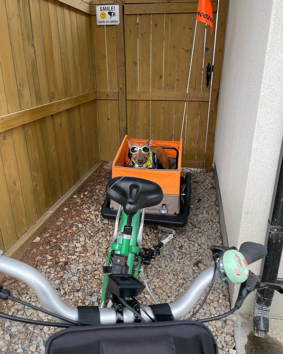 AugustusTheMini tweet media