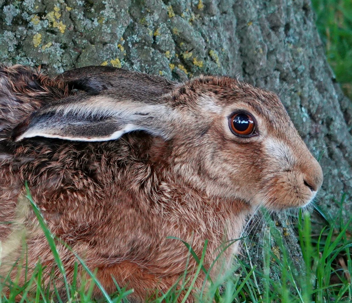 AdeysAlthorp's tweet photo. Brown Hare (lepus europaeus) Althorp park.
Bewitching, beguiling &amp; magical.
It's easy to see why these enchanting creatures have played such a large part in rural folklore. 
Conservation@althorp.com  #lepus #hares #Marchhare #sonyR7 #naturesbeauty #animalsofalthorp https://t.co/RaohavnsIi