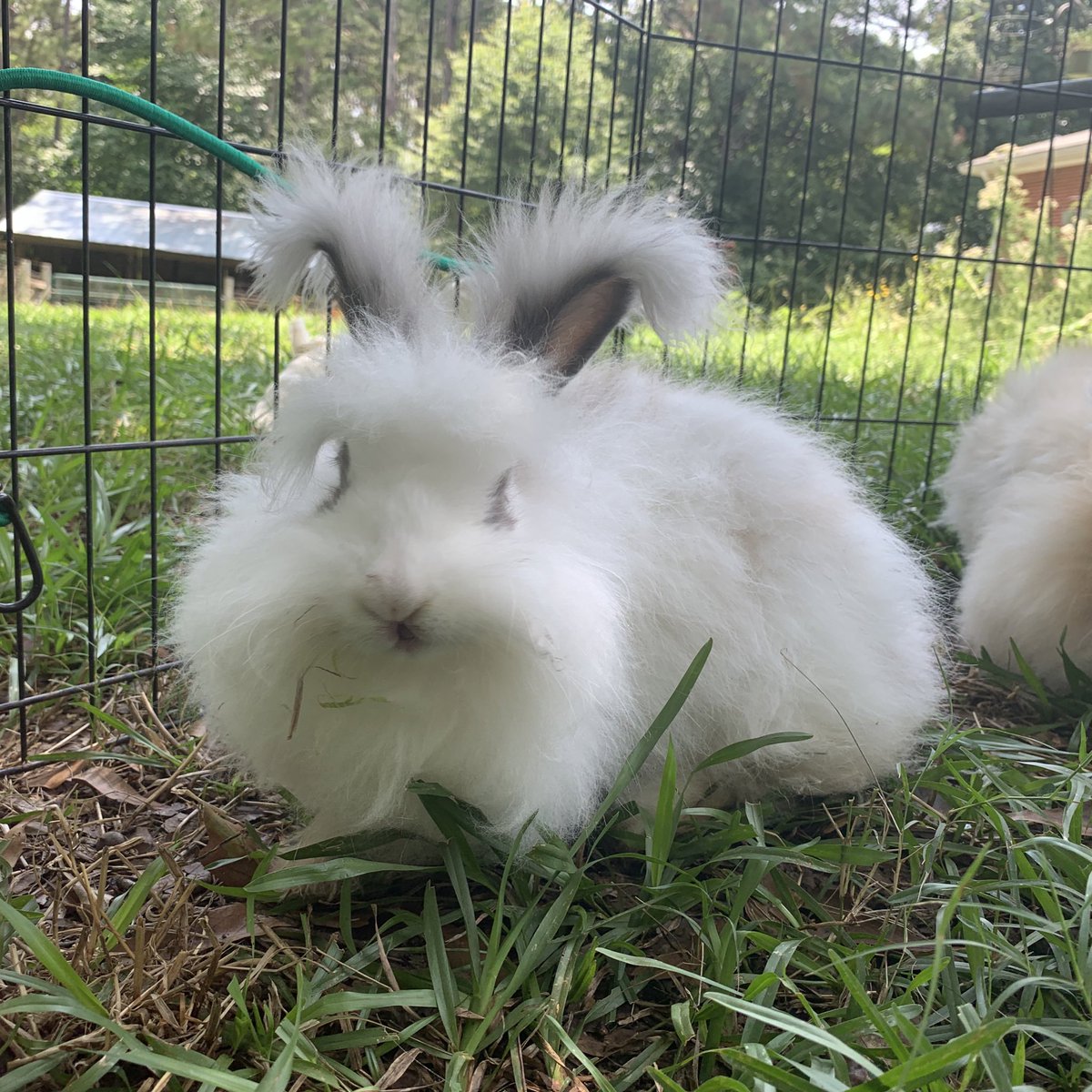 bunsofconyers's tweet image. Nite nite everybunny! Has sweet dreams of parsleys and kale. 🛌❤️🥬 - Natasha