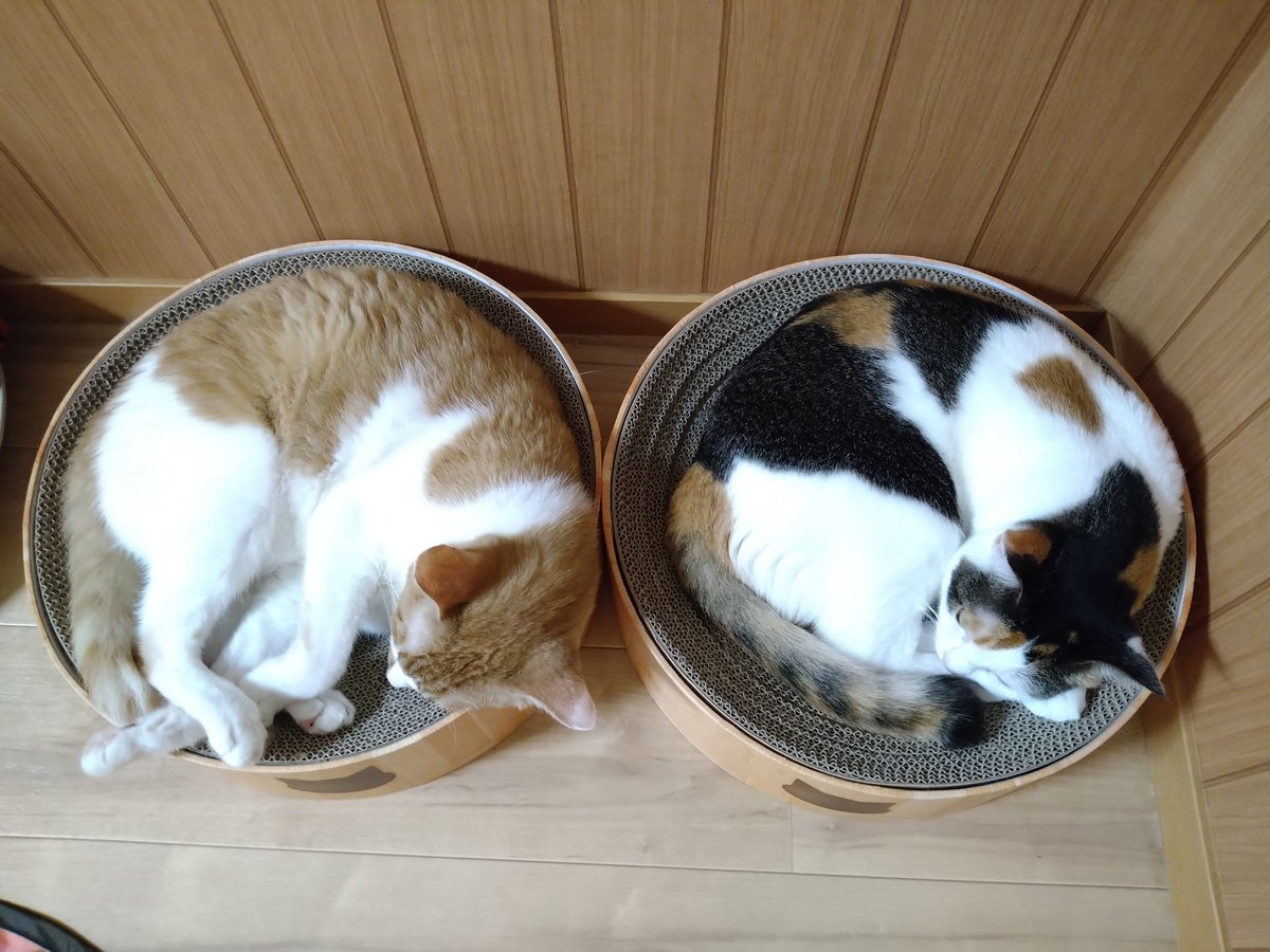 okoge_ten's tweet photo. Wニャンモナイト
#三毛猫
#茶トラ https://t.co/466jBBW6Go