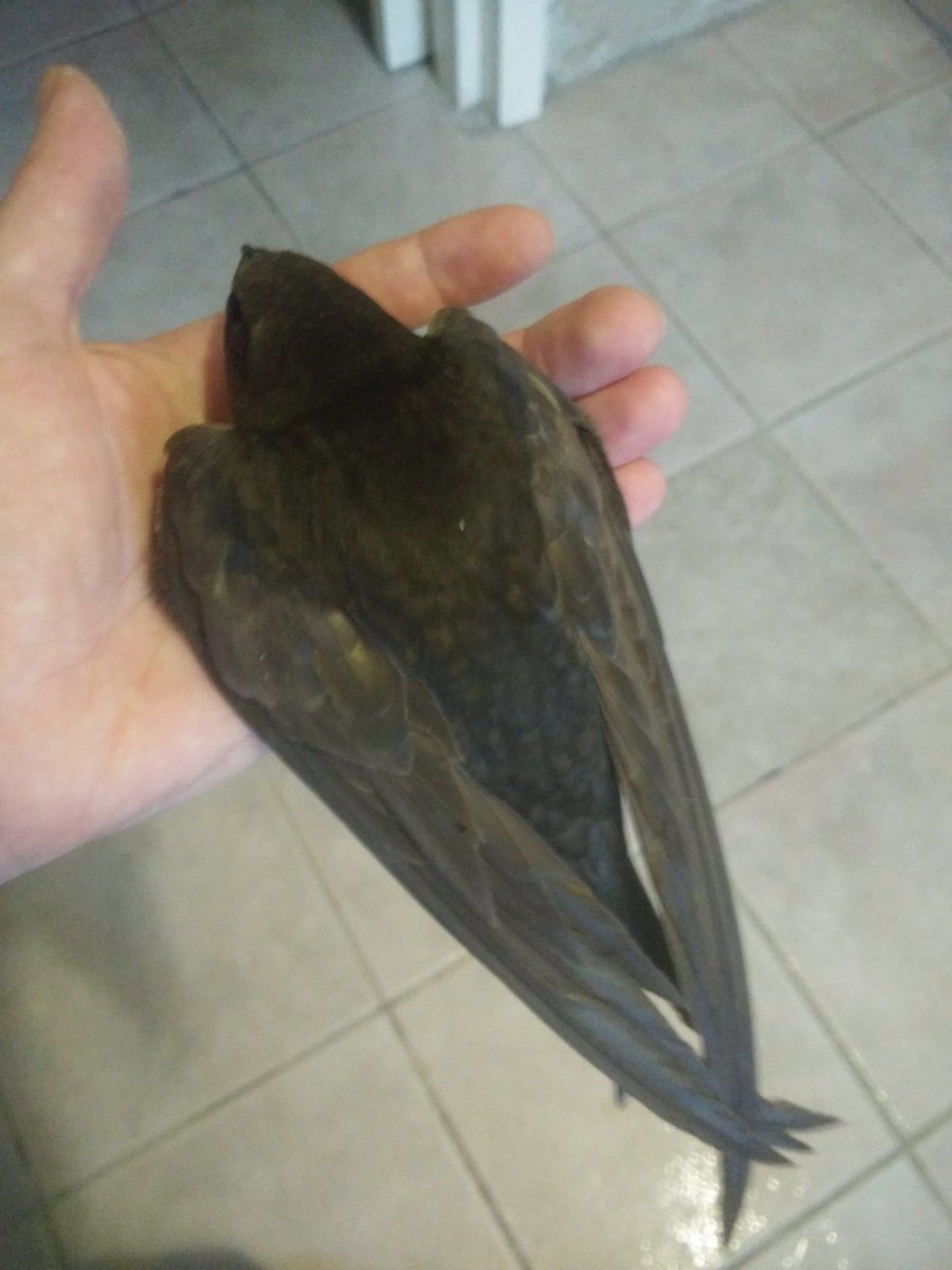 apetukhova's tweet photo. Day 134. The first swift this year.
The poor guy spent a lot of time trapped, but he's luckily fine. #bird #birdphotography
P.S. #StopRussianAggression #DestroyRussianAggression #Ukraine #UkraineIsFree #FreeKherson #FreeMariupol #FreeMariupolDefenders https://t.co/UNco29QPlO
