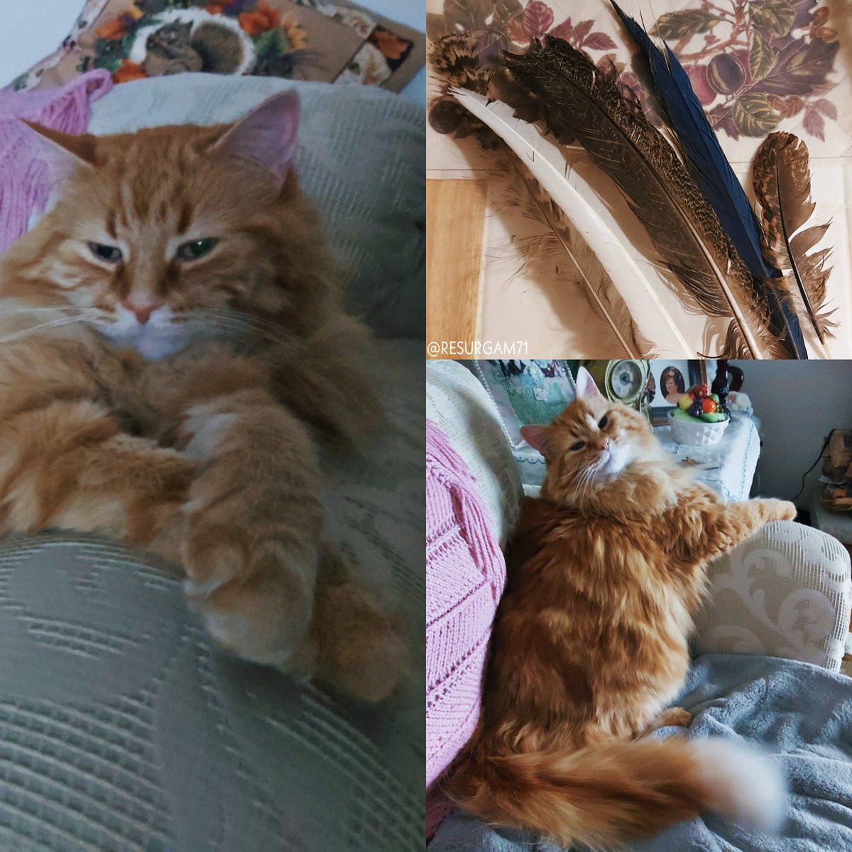 Resurgam71's tweet photo. his stoopid face &amp; sassy little crossed paws...like he's waiting on me to give him a mani-pedi!?😋😹 after i tore him away from the keepsake feathers i've started collecting to remember the birds i work with @ the sanctuary 😅

 i wonder if gang-yang gives jimin this trouble? 😉 https://t.co/QB7TQyREUo