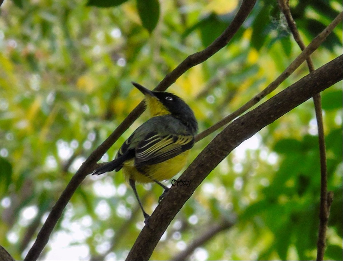 Todirostrum cinereum
#titirijicomun

#colombia #wildlife #birdsculpture #aves #avescolombia #birds #nature #birdsofinstagram