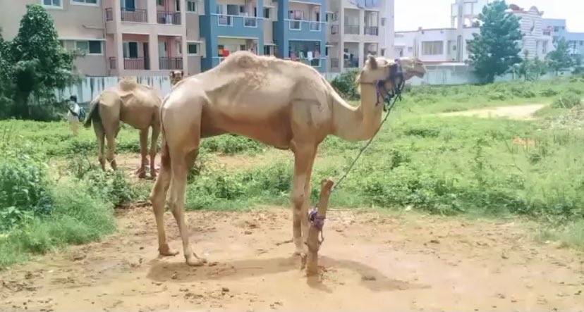 arun_8778's tweet photo. #CamelSlaughterBanned
#Kudos to TN Govt, Sanjay(GGF), @VinodhrajShruti, @tnpoliceoffl, the Hon Madras High Court & others for saving these 18 #Camels from #Slaughter in #Hosur today
@PFCII’s PIL @ MHC in 2016 got the #CamelSlaughterBan Order in TN https://t.co/rs0Q23ESWN