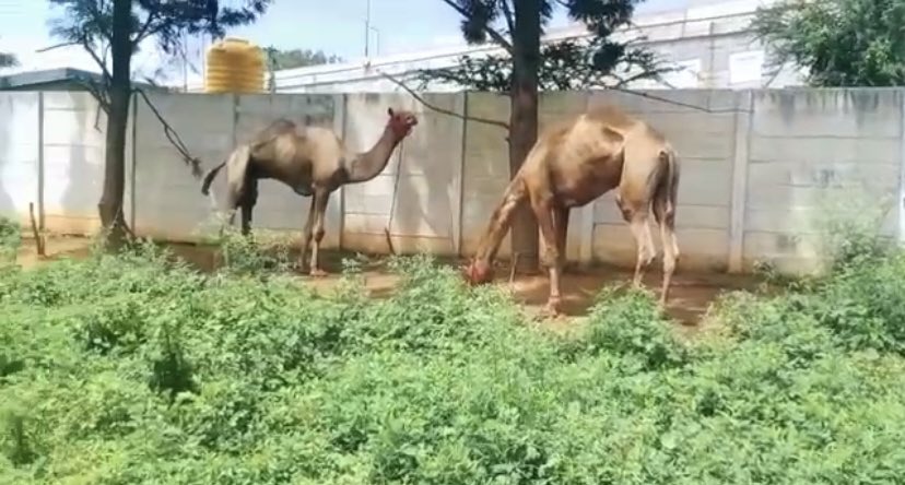 arun_8778's tweet photo. #CamelSlaughterBanned
#Kudos to TN Govt, Sanjay(GGF), @VinodhrajShruti, @tnpoliceoffl, the Hon Madras High Court & others for saving these 18 #Camels from #Slaughter in #Hosur today
@PFCII’s PIL @ MHC in 2016 got the #CamelSlaughterBan Order in TN https://t.co/rs0Q23ESWN