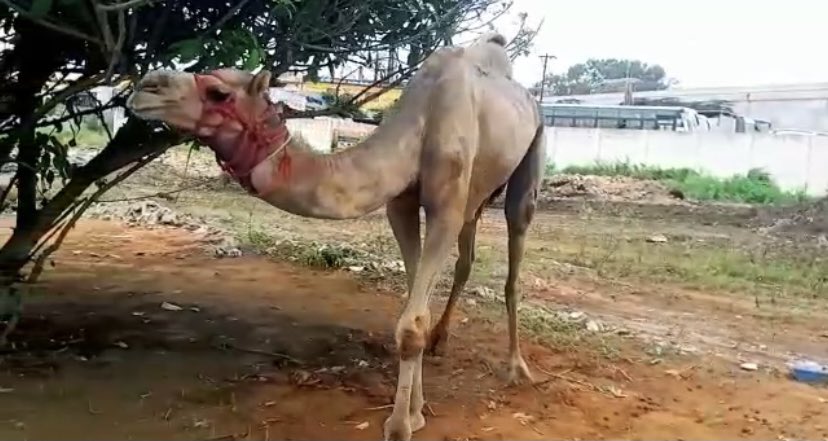 arun_8778's tweet photo. #CamelSlaughterBanned
#Kudos to TN Govt, Sanjay(GGF), @VinodhrajShruti, @tnpoliceoffl, the Hon Madras High Court & others for saving these 18 #Camels from #Slaughter in #Hosur today
@PFCII’s PIL @ MHC in 2016 got the #CamelSlaughterBan Order in TN https://t.co/rs0Q23ESWN