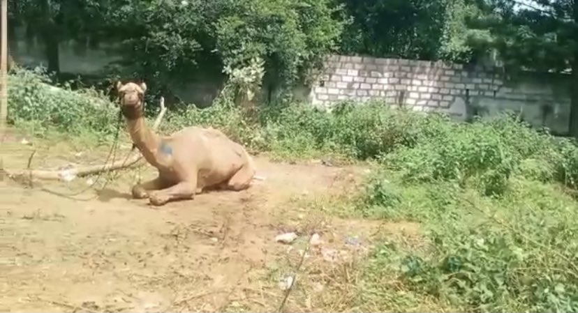 arun_8778's tweet photo. #CamelSlaughterBanned
#Kudos to TN Govt, Sanjay(GGF), @VinodhrajShruti, @tnpoliceoffl, the Hon Madras High Court & others for saving these 18 #Camels from #Slaughter in #Hosur today
@PFCII’s PIL @ MHC in 2016 got the #CamelSlaughterBan Order in TN https://t.co/rs0Q23ESWN