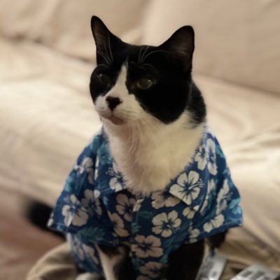 plouffykitty tweet picture