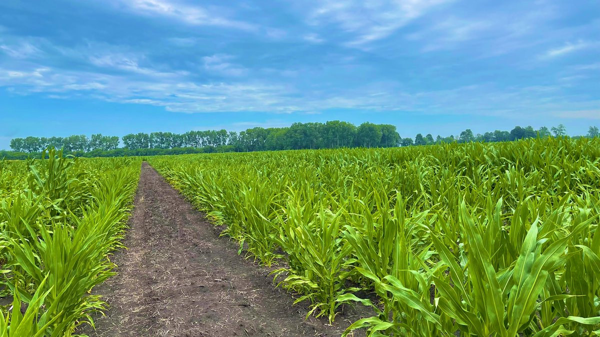 AviKarnPhD's tweet photo. Walking my double haploid #maize nursery to take notes and culling any outcrosses at the same time.
Its actually quite nice to be outside away from my computer though current heat undex is about 100 degrees Fahrenheit 😅 #plantbreeding #AgReliantGenetics https://t.co/r6f6BDYRa8