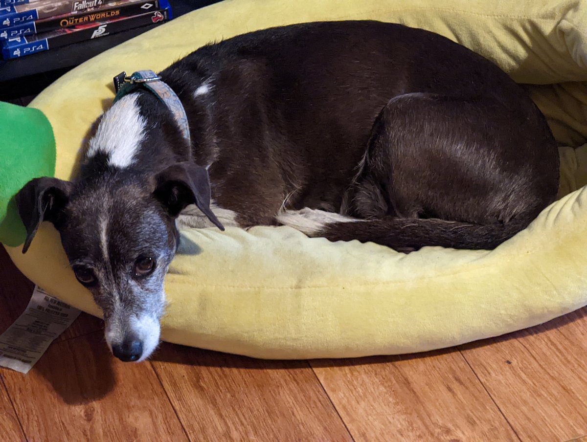 Oreothedog2's tweet photo. #dogsitting Molly this weekend. She's so sweet 😻🐶🐶🐶❤️❤️❤️ #dogsoftwitter https://t.co/ImD3sh3IXF