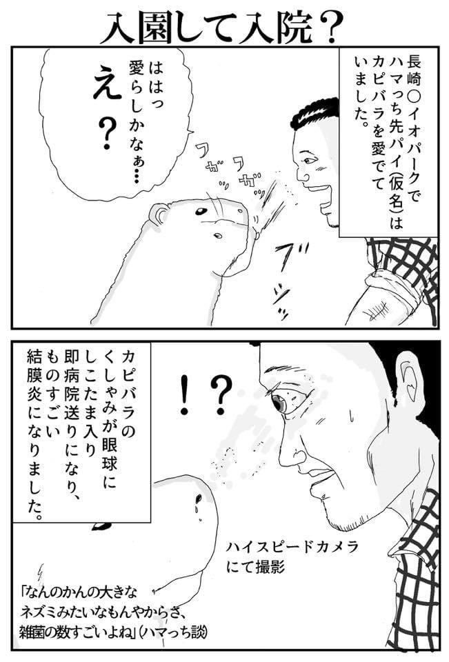 カピバラとハマっち先輩 