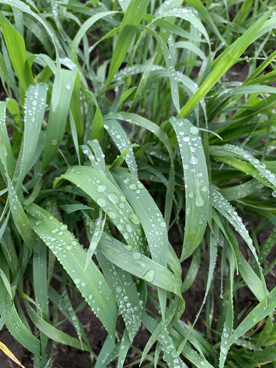 I often get asked if you can spray fungicide when the canopy is wet. You can, but maybe not this wet