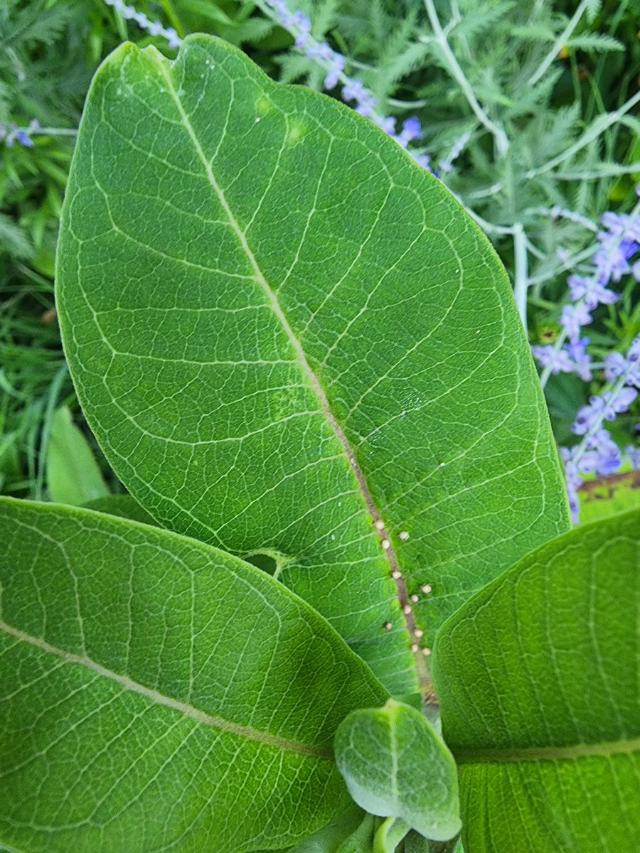 delightfulgarde's tweet photo. @journeynorthorg Eggs on Milkweed https://t.co/k3zMejSV34