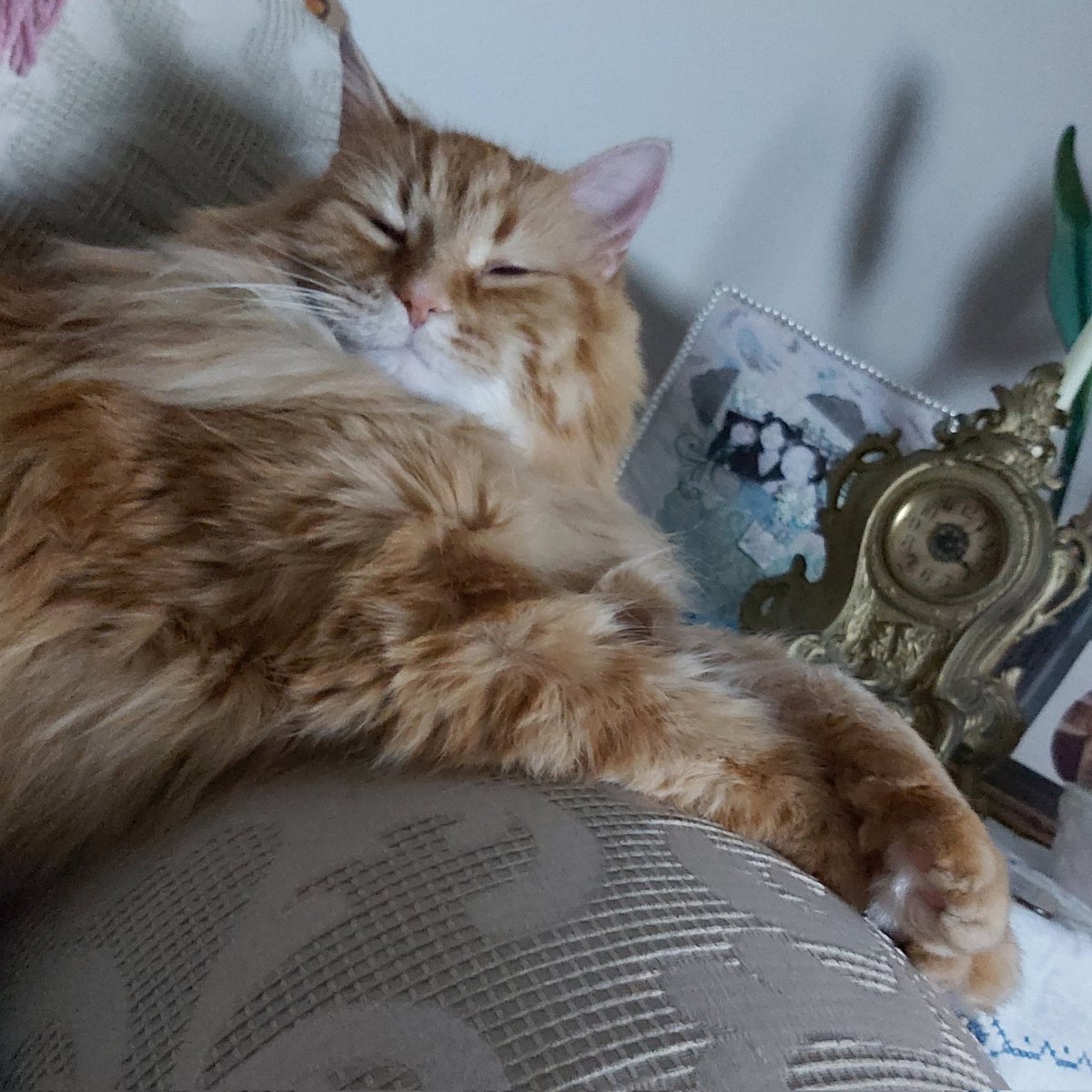 Resurgam71's tweet photo. @moonlightmicasa 😁 yes my little floofer extraordinaire!! my friend came over with her dog today &amp; omg you'd think I started ww3...he's sucking up now cos he thinks he's been replaced lol  😆 https://t.co/pno2r33fyN