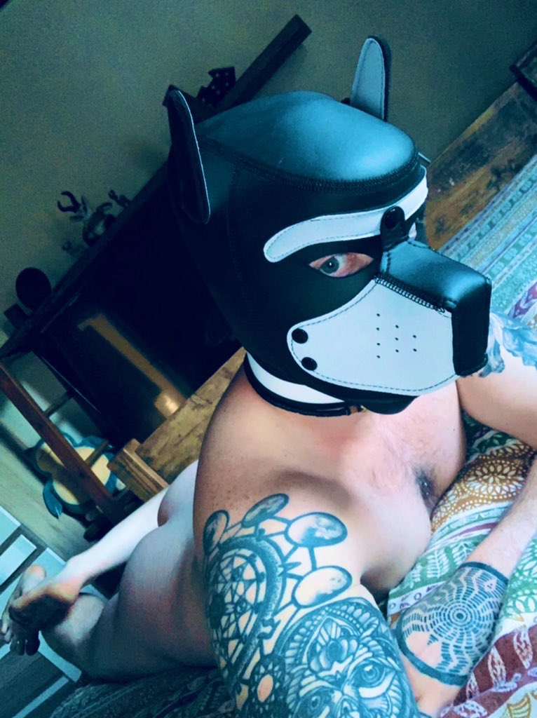 PupStrike88's tweet photo. Breakfast in bed you say? https://t.co/v8ELTu4lTK