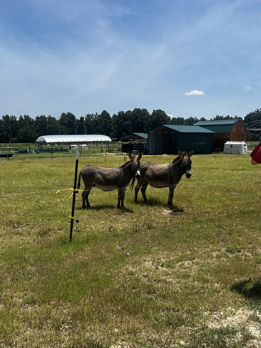 South Johnston FFA tweet media