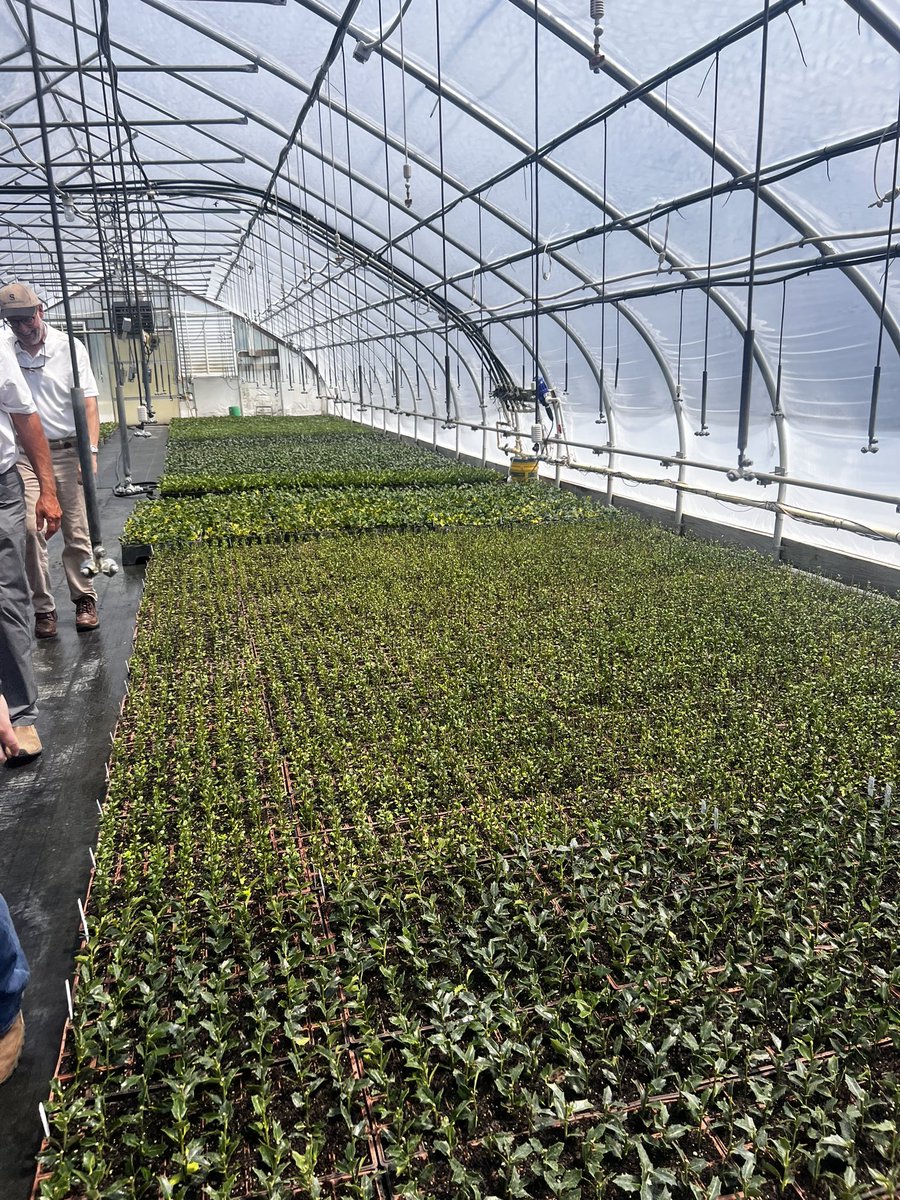 South Johnston FFA (@sjhs_ffa) on Twitter photo It was a great day of learning for local Horticulture teachers. Thank you <a href="/UMOAgriculture/">UMO Agriculture</a> for hosting a fabulous Nursery Tour! It was a great day of learning for local Horticulture teachers. Thank you <a href="/UMOAgriculture/">UMO Agriculture</a> for hosting a fabulous Nursery Tour!