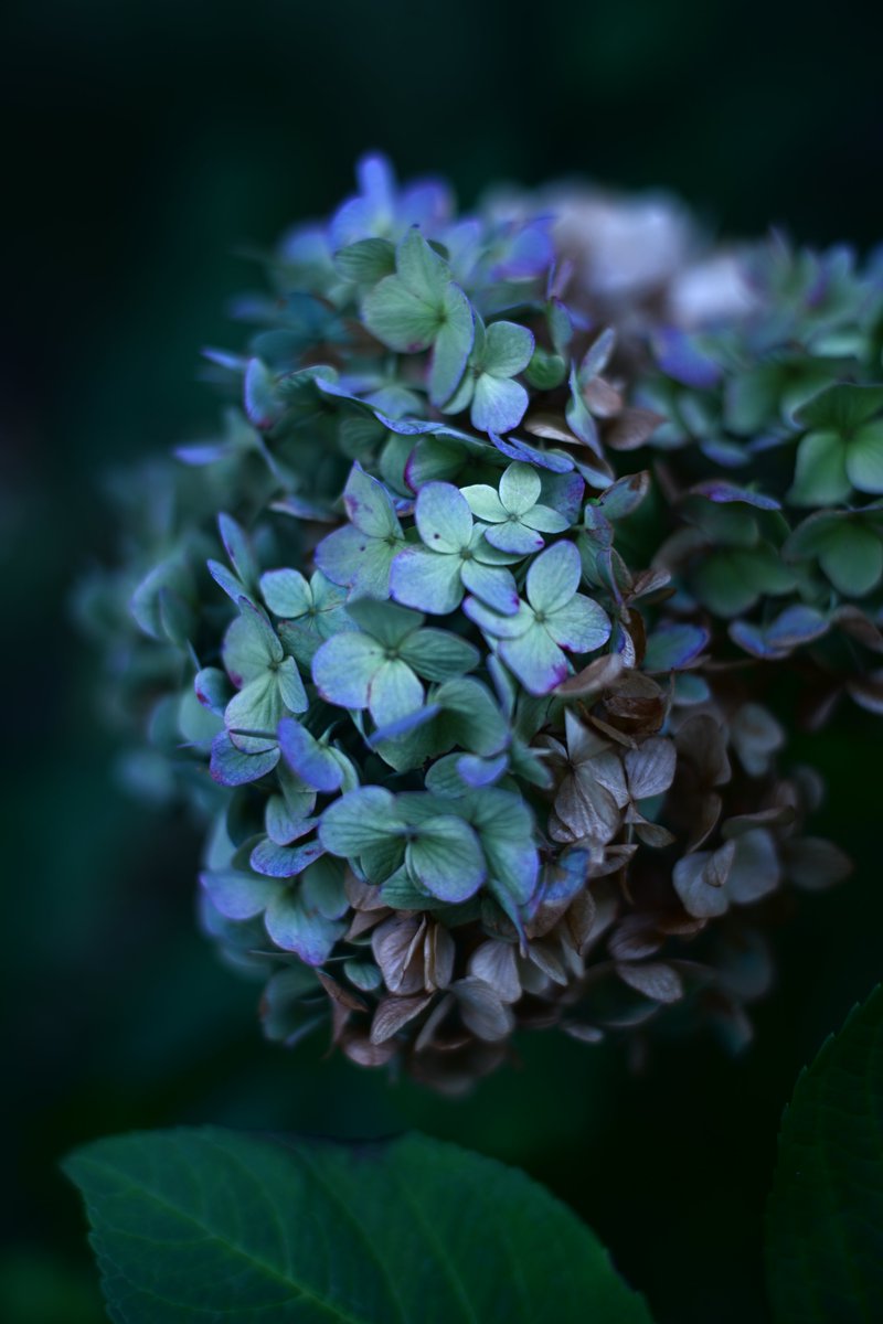 sounds_g00d's tweet image. Nikon Z7
Ai NIKKOR 50mm F1.4
#photography #nikon #light_nikon #nikonglobal #nikonphotography #nikonnofilter #nikonz7 #z7 #nikkor50f14
