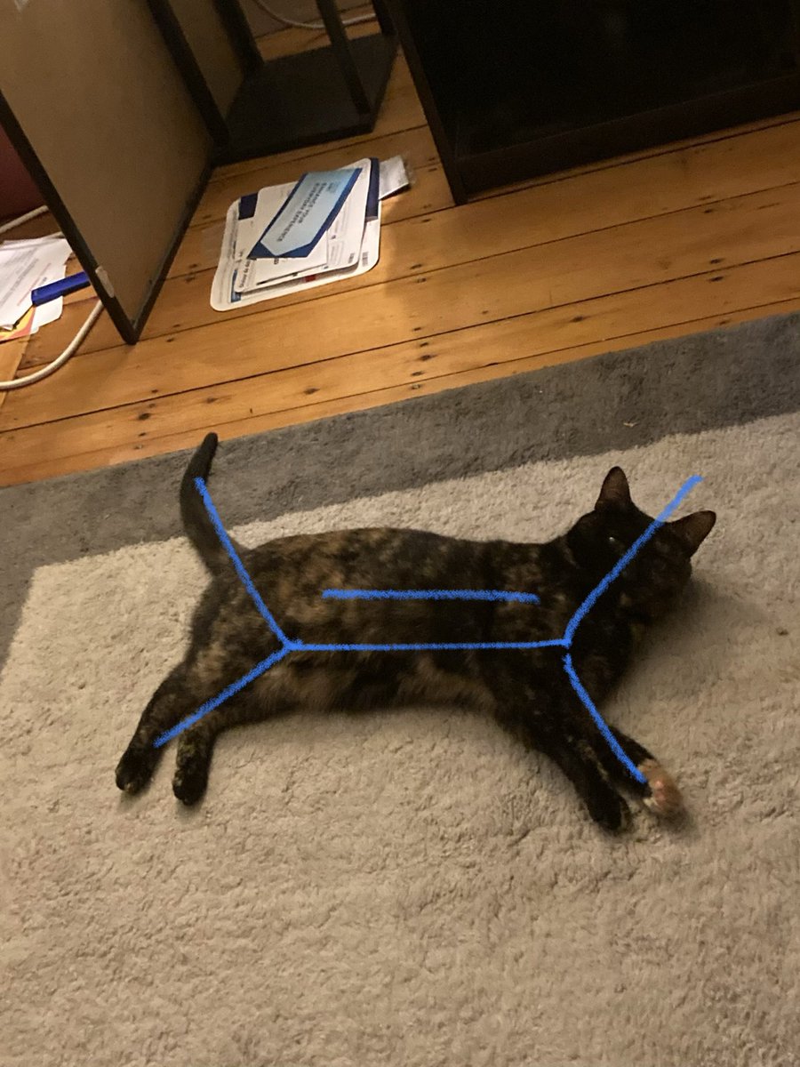 Lueckheide's tweet photo. When your cat adopts a tetramethylethylene conformation  #chemtwitter https://t.co/VXpuAbd0uc