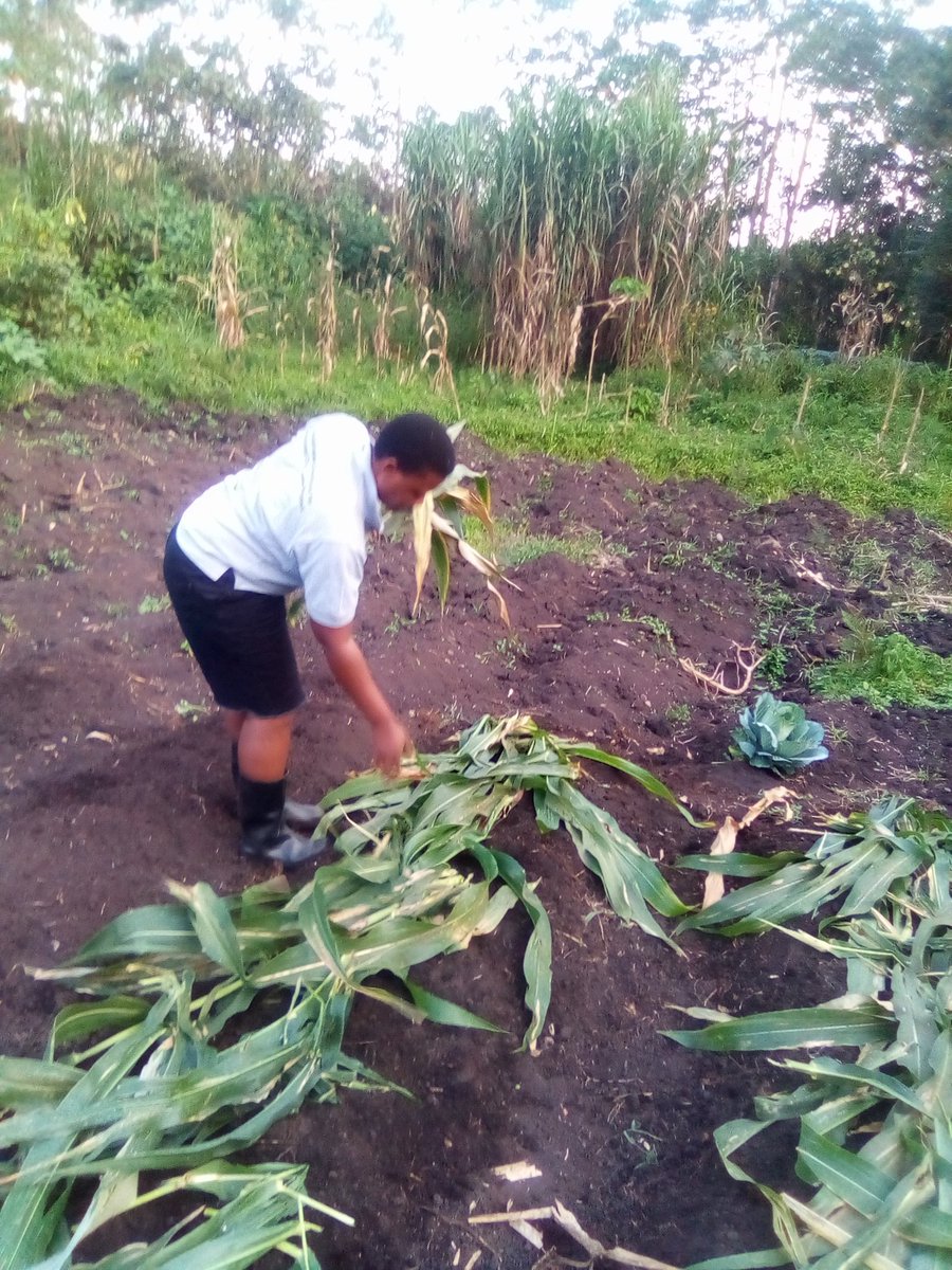 GorretKajumba's tweet photo. As one way of enhancing sustainable livelihood development for marginalized and poor households, especially young mothers and youth, Rwenzori young mothers Network RYOMNET encourages them to engage in agriculture.@Mglsd_UG @RobinahNabbanja  @UN_Women @bunyangabu @derick_kamanzi https://t.co/3h2r6K3hCt