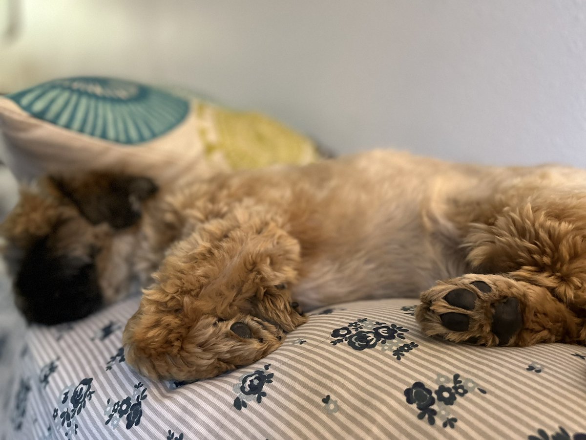 kitchenistakate's tweet photo. When you play so hard even your toe beans are tired. 

#dogsoftwitter #playhard #sleepydog https://t.co/1Rslnir0eI