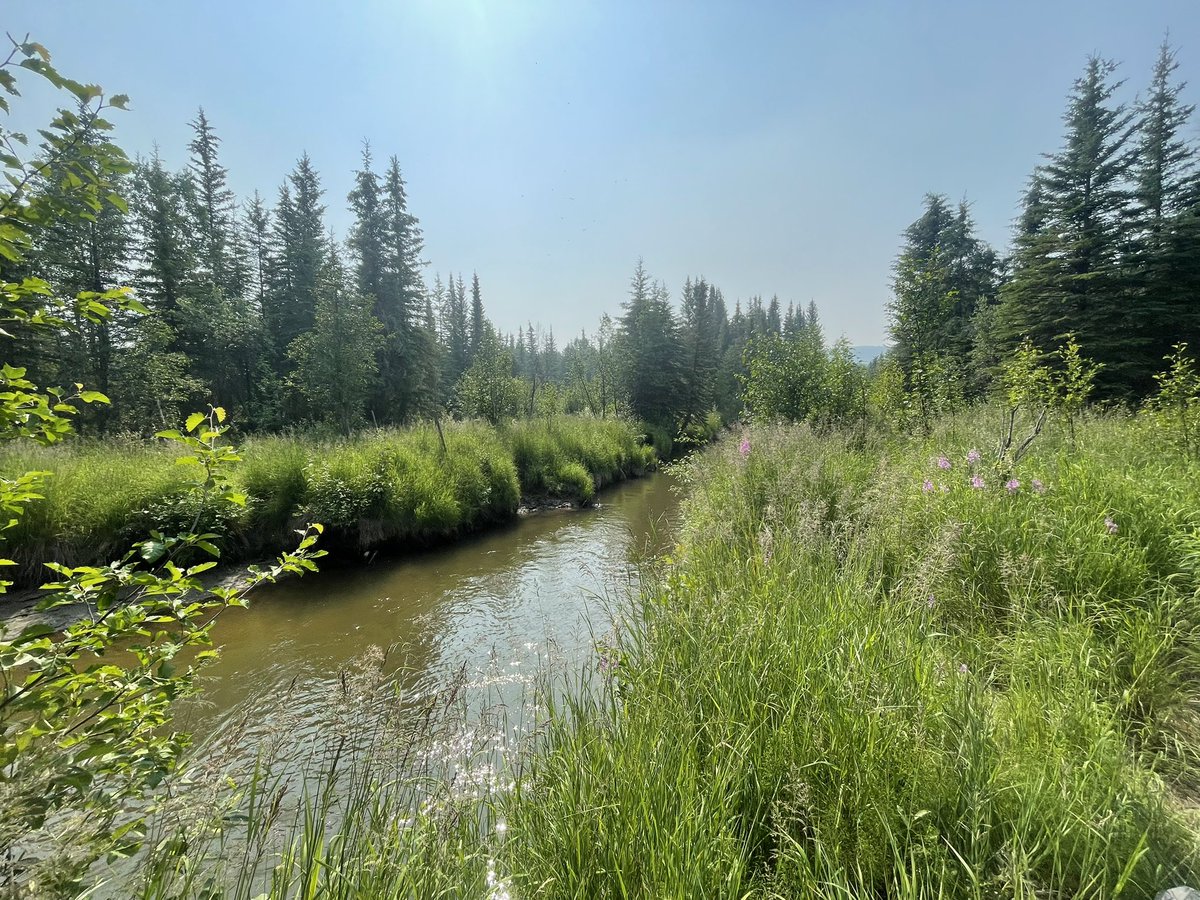 CavaianiJake's tweet photo. With limited precip in Interior Alaska this month, Stuart Creek is rapidly approaching base flow conditions. Permafrost plays an important role for seasonal patterns of stream chemistry as we move through the snowmelt period and into the summer due to the alteration of flow paths https://t.co/rmuWbo5Jmh